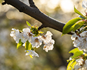 Orchard Blossom 137